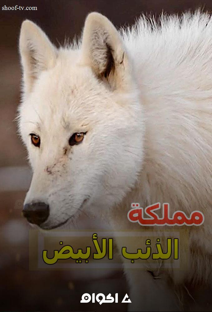 اختيار الليلة